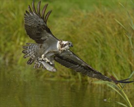 Osprey (Pandion haliaetus) in flight with prey