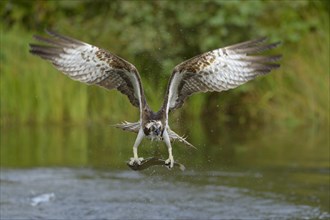Osprey (Pandion haliaetus) in flight with prey