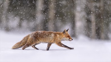 Red fox (Vulpes vulpes)