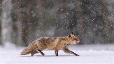 Red fox (Vulpes vulpes)