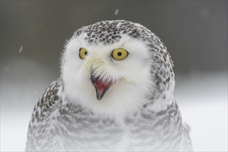 Snowy owl (Bubo scandiacus)