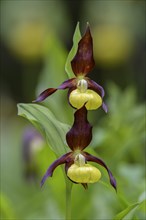Yellow lady's slipper orchid (Cypripedium calceolus)