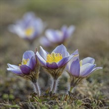 Spring pasque flower (Pulsatilla vernalis)