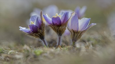 Spring pasque flower (Pulsatilla vernalis)