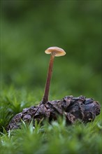 Pinecone mushroom (Auriscalpium vulgare) growing on cone