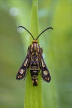 Chamaesphecia empiformis (Chamaesphecia empiformis)