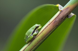 Young European tree frog (Hyla arborea) on a reed stalk