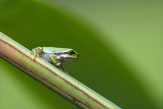 Young European tree frog (Hyla arborea) on a reed stalk