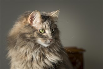 Norwegian Forest cat