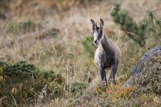 Chamois (Rupicapra rupicapra)