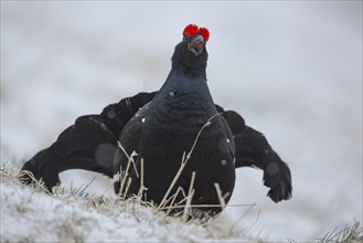 Black grouse (Lyrurus tetrix) courting cock crowing in the snow