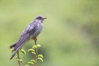 Cuckoo (Cuculus canorus)