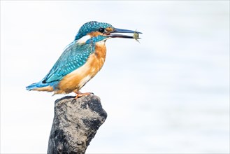 Common kingfisher (Alcedo atthis) sits on tree stump with prey