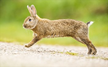 European rabbit (Oryctolagus cuniculus) hopping over a path