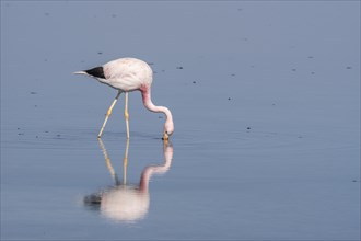 Andean Flamingo (Phoenicoparrus andinus) in water