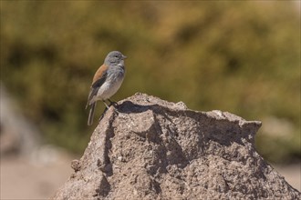 Red-backed Sierra Finch (Phrygilus dorsalis) sitting on rock