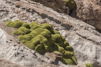 Yareta (Azorella compacta) on rocks