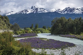 Blue Lupins (Lupinus) in the valley of the Rio El Canal near Chile Chico