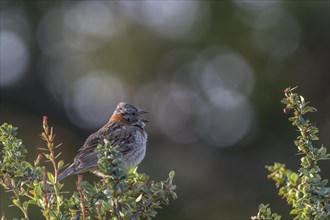 Calling Rufous-collared sparrow (Zonotrichia capensis)