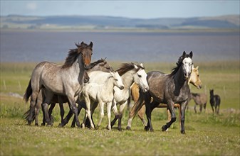 Criollo horses trot through the Pampa