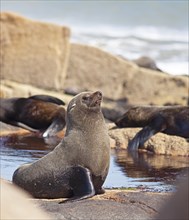 South American sea lion (Otaria flavescens) on rocks