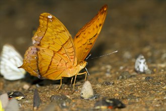 Yellow rajah (Charaxes marmax)