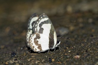 Butterfly Indo-Chinese Straight Pierrot