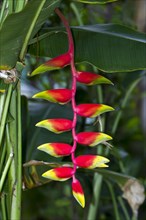 Hanging Lobster-claw (Heliconia rostrata)