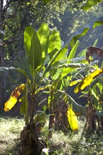 Wild banana (Musa sp.) in the jungle