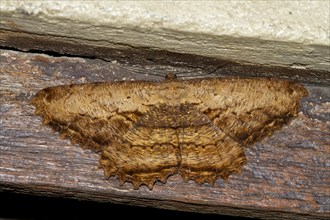 Geometer moth (Geometridae sp.)