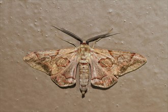 Geometer Moth (Hypochrosis binexata)
