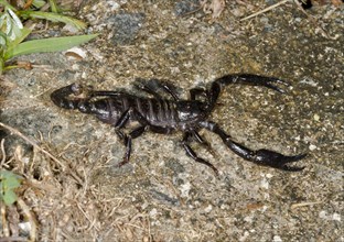 Juvenile Malaysian black scorpion (Heterometrus spinifer)