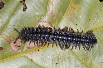 Tractor millipede (Barydesmus sp.) on sheet