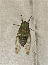 Tropical Giant Cicada (Pomponia merula)