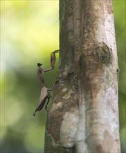 Stick insect (Phasmatodea) on tree trunk
