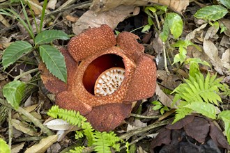 Corpse lily (Rafflesia arnoldii)