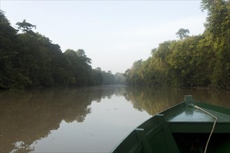 Morning atmosphere in the jungle on the Kinabatangan River