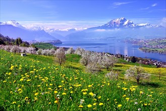 Blossoming cherry trees