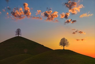 Hilly landscape with trees in the morning light
