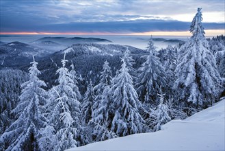 Winter dawn on the Hornisgrinde