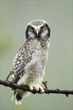 Northern hawk-owl (Surnia ulula)