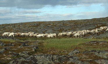 Reindeer (Rangifer tarandus) herd moving through tundra