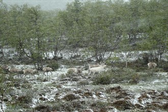 Reindeer (Rangifer tarandus) herd in drifting snow