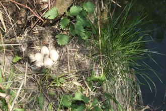 Nest and clutch of Mallard (Anas platyrhynchos) Allgau