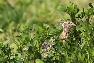 Common quail (Coturnix coturnix) in field