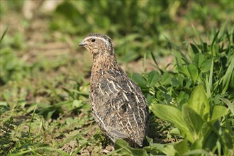 Common quail (Coturnix coturnix) in field