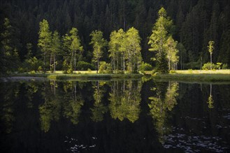 Trees reflecting in the lake