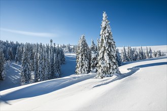 Snowy pine trees on Mount Seebuck