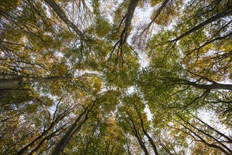 Beech (fagus) with coloured leaves in autumn