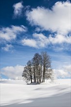 Group of trees in snowy landscape with cloudy sky